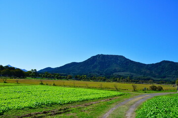 上堰潟公園のコスモス（新潟県）