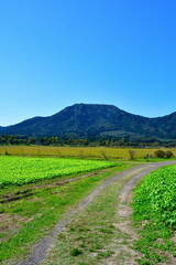 Naklejka premium 上堰潟公園のコスモス（新潟県）