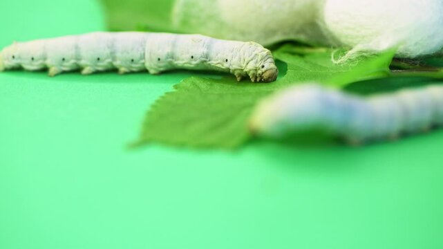 Silkworm make cocoon on green mulberry leaf