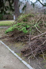 Pruning shrubs in winter gardening in the park vertical