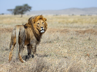Male lion in the savanna