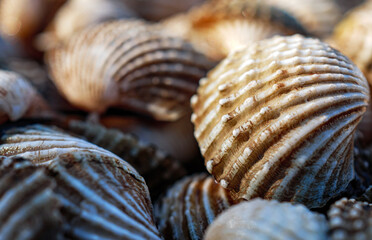 Close up of Cockle shell , abstrac cockling background cockles, fresh food