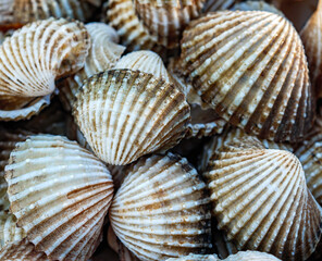 Close up of Cockle shell , abstrac cockling background cockles, fresh food