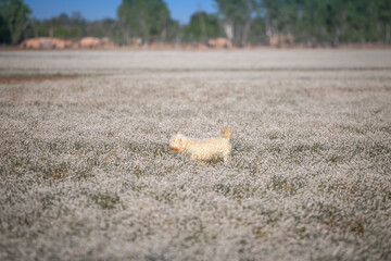 Dog in Plains blackfoot Flower field at Province Roi Et Thailand.