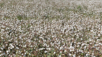 cotton field and cotton plant photos