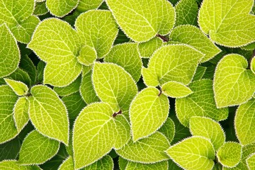 A detailed view of a lush tropical green leaf in a garden, framed by a dark background