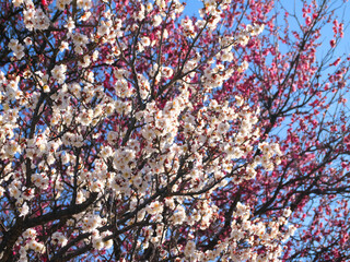 日本、神奈川県、冬、満開の梅の花