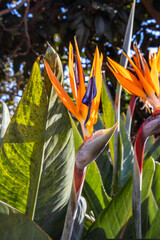 Close up view of Flower of a bird of paradise (Strelitzia)