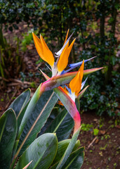 Close up view of Flower of a bird of paradise (Strelitzia)	

