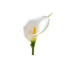 Elegant White Calla Lily Flower Isolated on Black Background