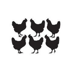 Fototapeta premium set of chicken