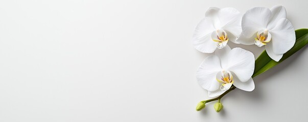 Obraz premium Three elegant white orchids on a minimalistic background, showcasing natural beauty and simplicity.