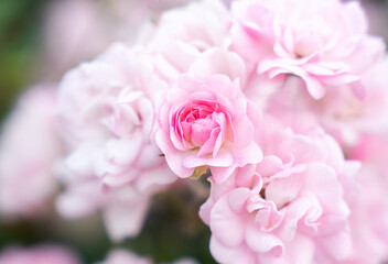 Delicate beautiful bud of pink roses. Natural wallpaper. Close-up.