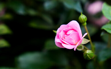 Beautiful pink rose bud in the garden. Floral background. Close-up. Copy space. Selective focus.