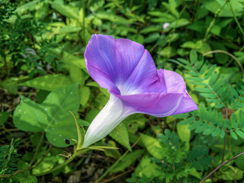 Convolvulaceae Images  Browse 5,713 Stock Photos, Vectors, and Video |  Adobe Stock