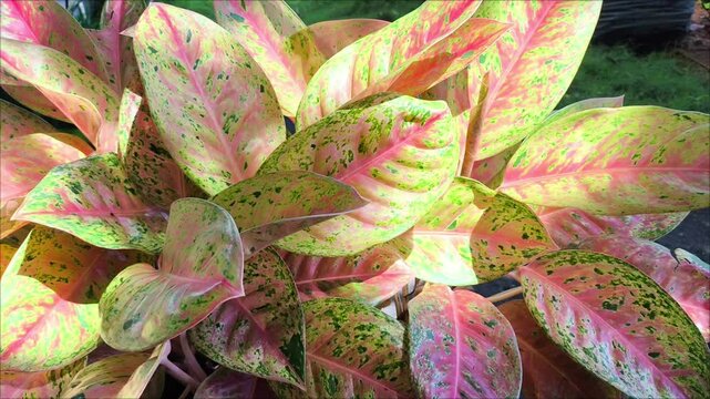 ornamental leaf plant called aglonema with pink leaves, aglonema plants in pots, aglonema leaves with beautiful patterns