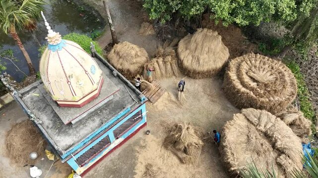 Dhan mara or Threshing Rice Drone view 4k