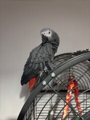 A pet African Grey Parrot standing on their birdcage