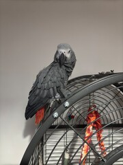 A pet African Grey Parrot standing on their birdcage