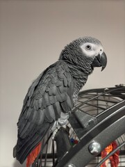 A pet African Grey Parrot standing on their birdcage