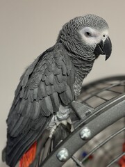 A pet African Grey Parrot standing on their birdcage