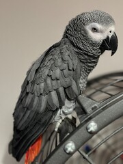 A pet African Grey Parrot standing on their birdcage