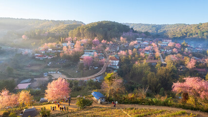 Naklejka premium Aerial view Ban Rong Kla village with Beautiful Wild Himalayan Cherry. pink blossom Sakura flower or Prunus Cerasoides full bloom in Ban Rong Kla Village at Phu Lom Lo Mountain Loei and Phitsanulok 