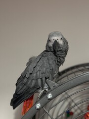 A pet African Grey Parrot standing on their birdcage
