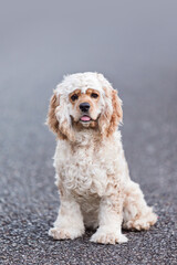 Golden Cocker Spaniel on a walk