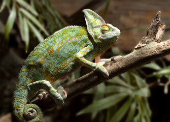 Schuppencham&auml;leon