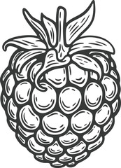 Raspberry blackberry tayberry berry, fruit, leaf, plant, superfood organic engraving hand drawn illustration black white isolated vintage line art sketch silhouette graphic style poster label web