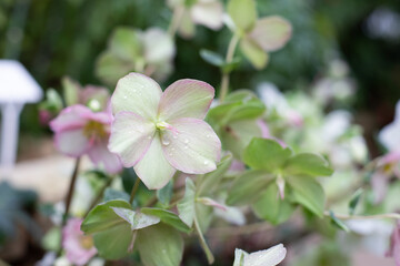 White hellebore with dew