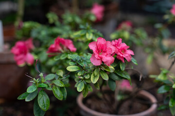 Pink azalea bush in a pot