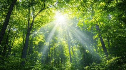 Obraz premium Light streaming through a forest canopy, creating glowing rays on the forest floor