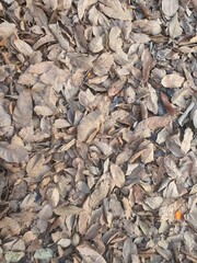 Many dry leaves for background image