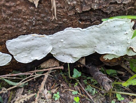The Byssomerulius corium mushroom has taken up residence on a fallen tree