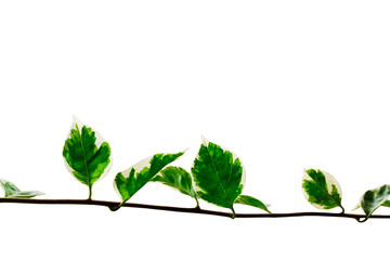 Green leaves on PNG background