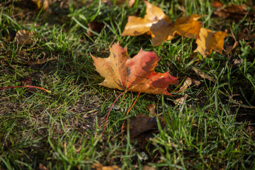 Autumn background of fallen yellow leaves on green grass. High quality photo