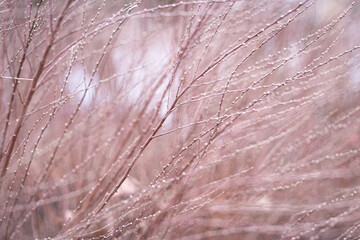 Macro shot of thin twigs with buds, symbolizing the awakening of nature and the arrival of spring.