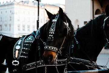 Horse © Anastasia