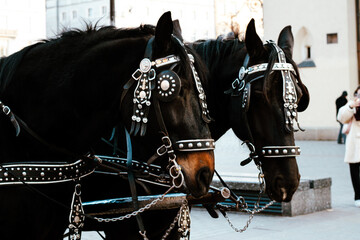 horse © Anastasia