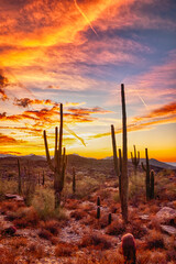 Arizona desert at sunset with Saguaro cacti in Sonoran Desert near Phoenix
