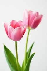 Fototapeta premium Delicate pink tulip blooms in white background, garden, white, spring