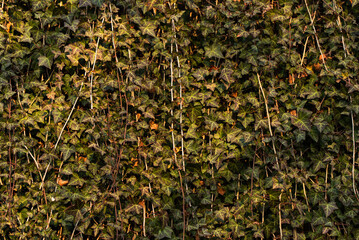 Ściana obrośnięta pnączem, tło tekstura. © Elżbieta Kaps