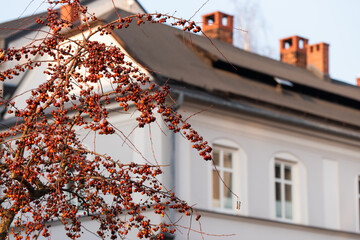 Zabytkowe kamienice Cieszyn, Polska. © Elżbieta Kaps
