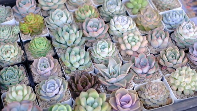 A bunch of small plants with different colors and sizes. The plants are in small containers and are arranged in rows
