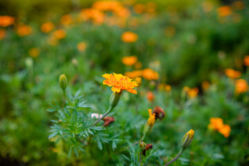 鮮やかなオレンジのマリーゴールド