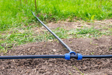 Carrying out drip irrigation. Mounted HDPE pipe, connected with a tee on the garden plot