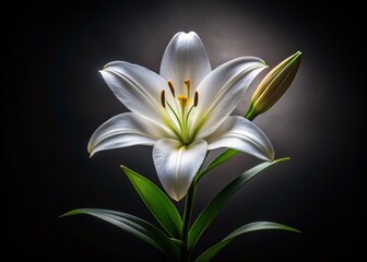 Elegant Lily Blossom on Black: Architectural Dark Background Stock Photo