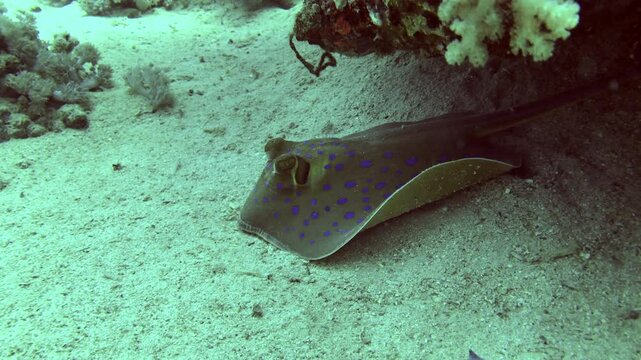 stingray resting under the coral